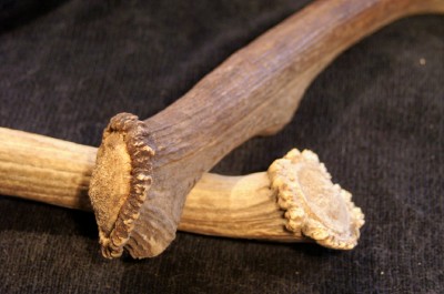 Elk Stag Crown