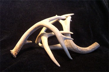 Large Deer Antler