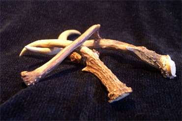 Large Moose Antler