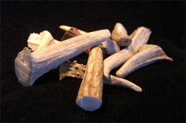 Medium Moose Antler