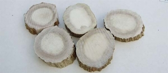 Moose Antler Spacers
