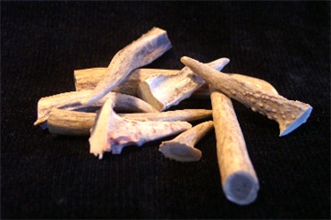 Small Deer Antler