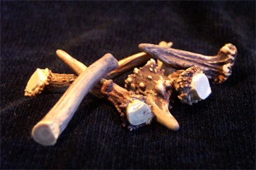 Small Moose Antler