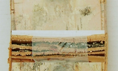 Birch Bark