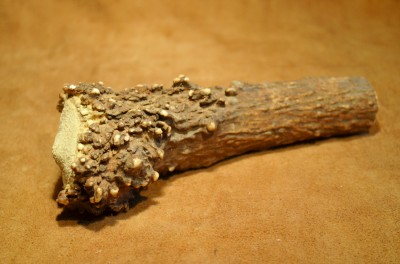 Elk Crown Handle