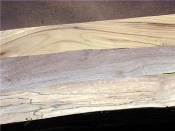 Russian Olive