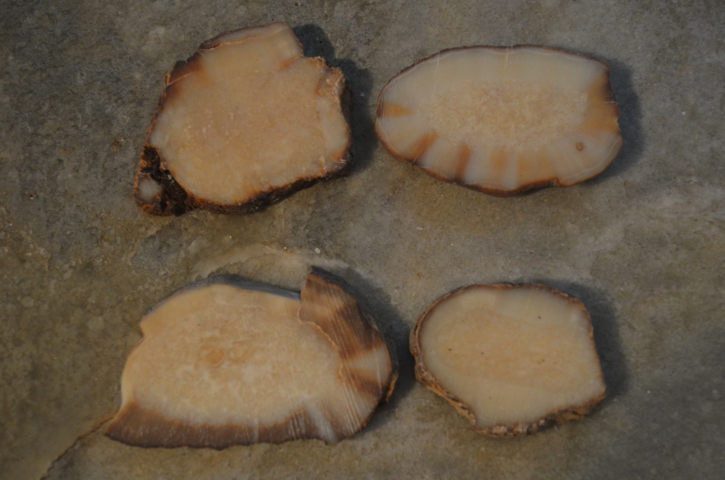 Fossilized Walrus Tusk